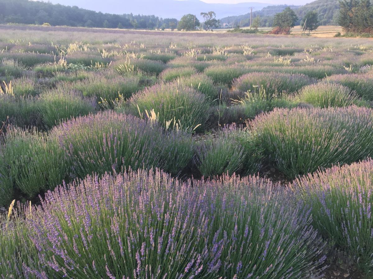 Le Jas Du Mont Ventoux Bed and Breakfast Sault-de-Vaucluse Buitenkant foto